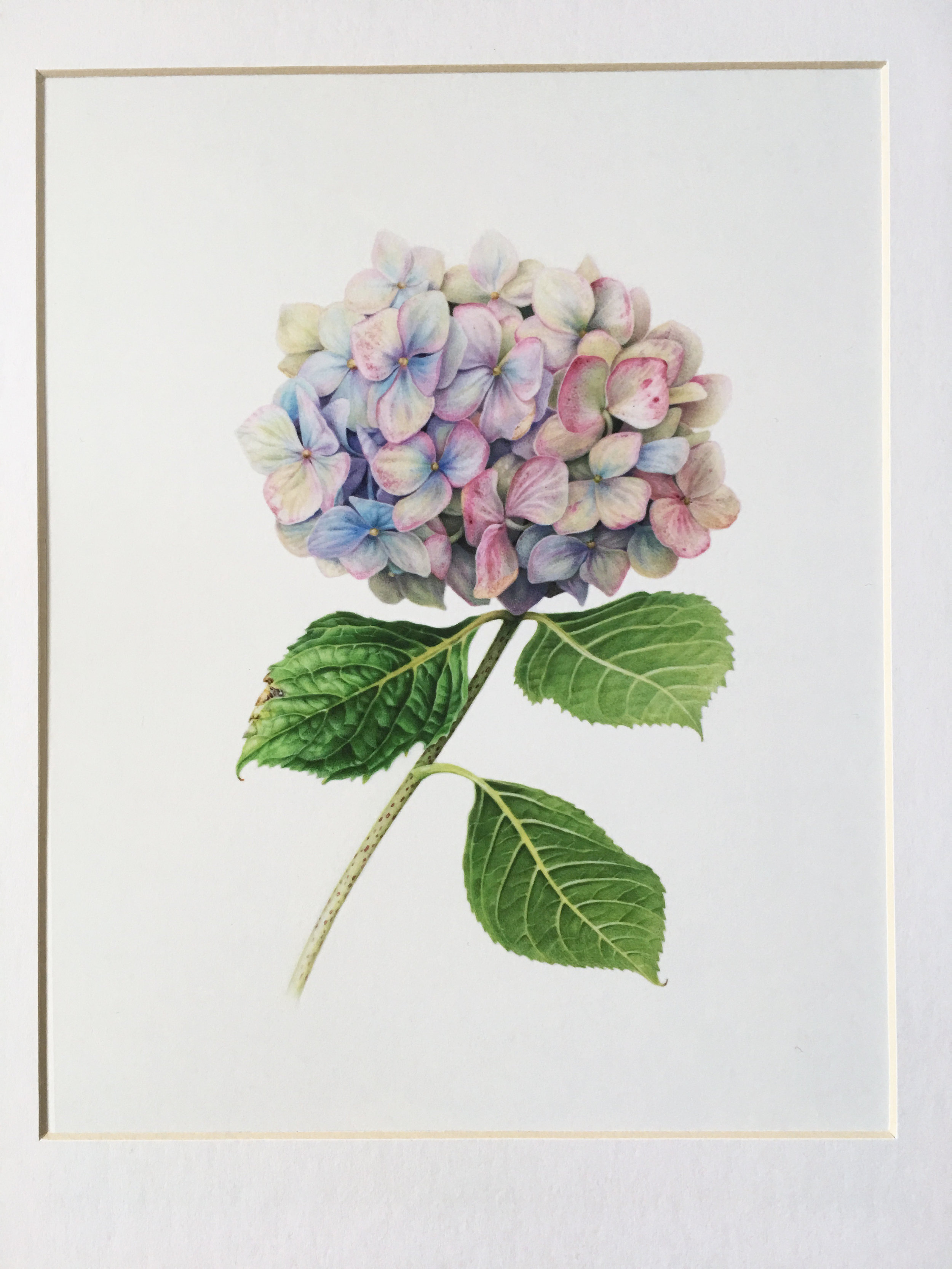 油絵 絵画 【Hydrangea】 Original oil Painting Hydrangea Artwork Floral Hydrangea Painting